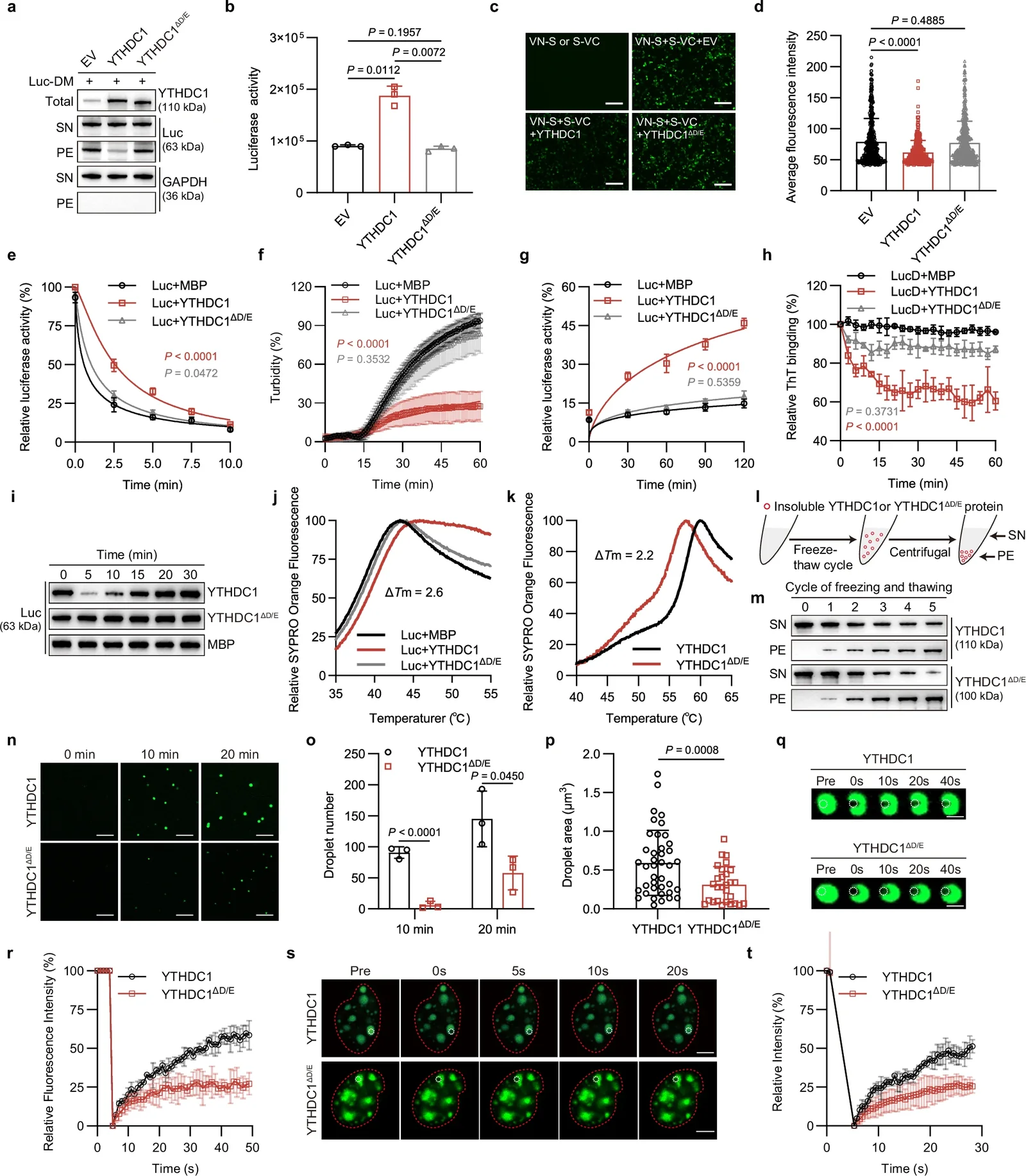 Chaperone activity assays of YTHDC1 and its polyD/E deletion mutant YTHDC1ΔD/E